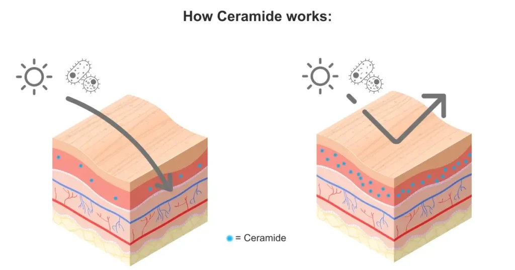 Ceramide vs Niacinamide